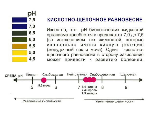 Щелочная пища